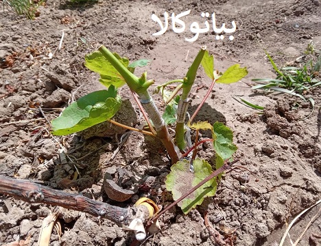 پیوند مرحله به مرحله انگور